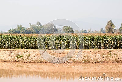 Corn field in dry season, Thailand Stock Photo