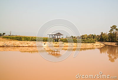 Corn field in dry season, Thailand Stock Photo