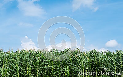 Corn field green meadow farm and blue sky. Stock Photo