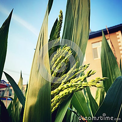 The corn grow up Stock Photo