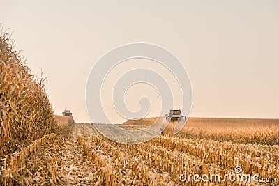 Corn field harvesting Stock Photo