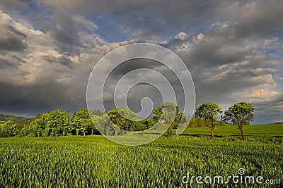 The corn field Stock Photo