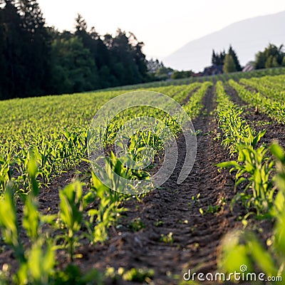 Corn field in late spring Stock Photo
