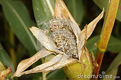 The yellow corn Stock Photo