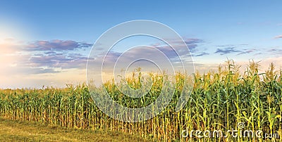 Corn Field Stock Photo