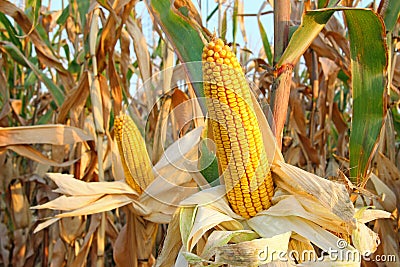 Corn Field Stock Photo