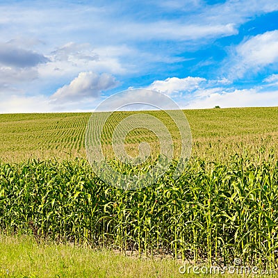 Corn field with ripe ears corn and blue sky Stock Photo
