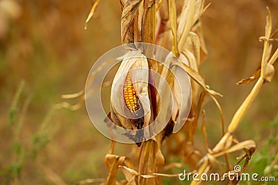 Corn field. Ripened dry yellow corn, harvest time. Corn season Stock Photo