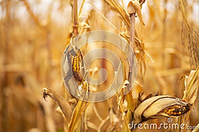 Corn field. Ripened dry yellow corn, harvest time. Corn season Stock Photo