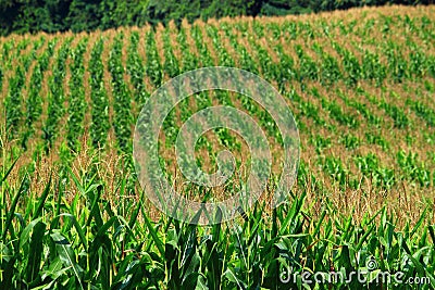 Corn Field Stock Photo