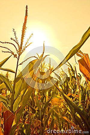 Corn field with sun Stock Photo