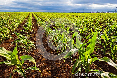 Corn field in sunlight Stock Photo