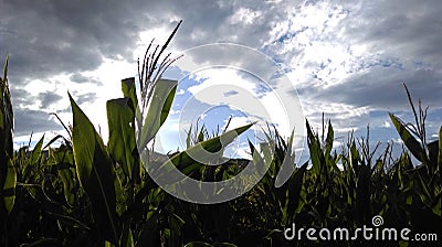 Corn field on sunny cloudy sky Stock Photo