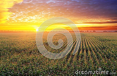 Corn field at sunset Stock Photo