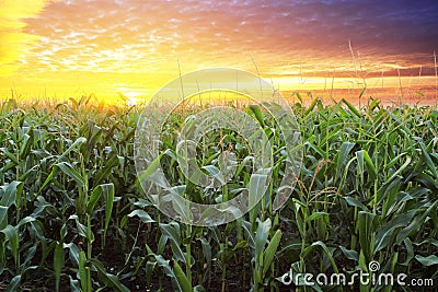 Corn field at sunset Stock Photo
