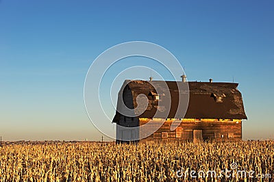 A corn field surrounds a rustic barn Stock Photo