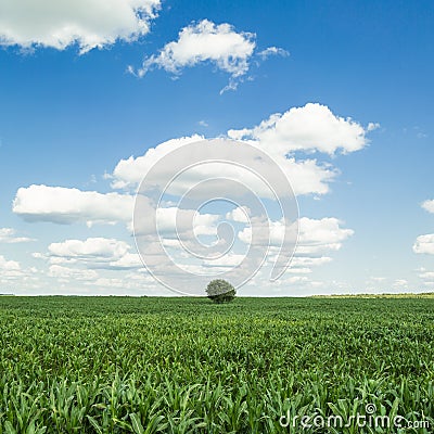 Corn field and tree, summer landscape Stock Photo