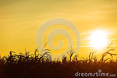 Corn field at the yellow sunset Stock Photo