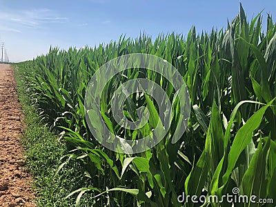 Corn fields. Stock Photo