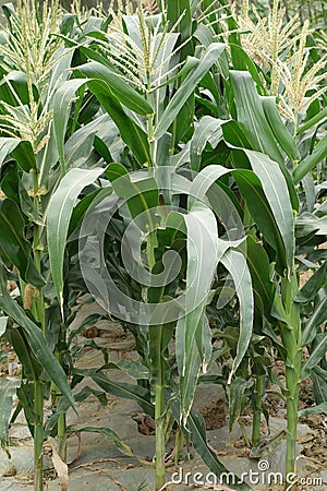 Corn fields Stock Photo