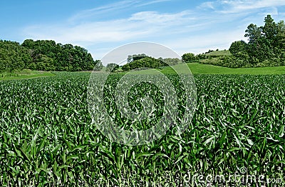 Corn Fields on the Fourth of July Stock Photo