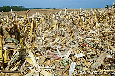 Corn Fields After Harvest Stock Photo