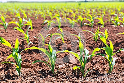 Corn fields sprouts in rows in California agriculture Stock Photo