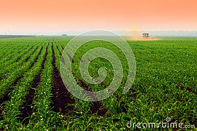Corn fields at sunset Stock Photo