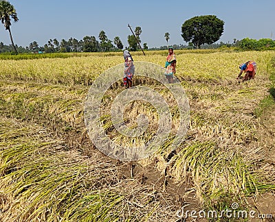 Corn filed ,rice harvesting image of Indian people ,harvesting with her own hand Editorial Stock Photo