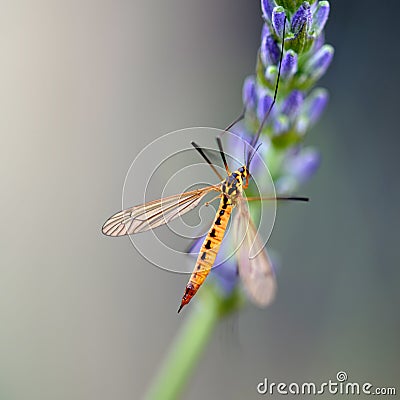 Lavender with insect in macro Stock Photo