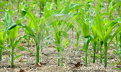 Corn the future fuel E85 Stock Photo