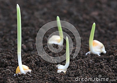 Corn germination on fertile soil Stock Photo