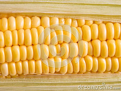 Corn grain Stock Photo