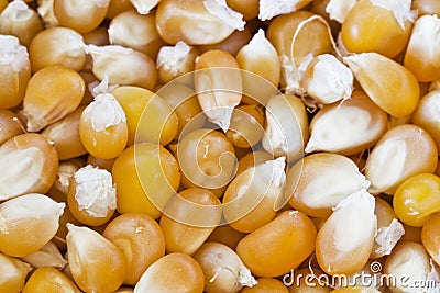 Corn Grains Stock Photo