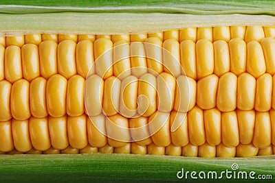 Corn grains in close-up closeup, rows of fresh and ripe yellow corn kernels, corn cob. Close-up full-screen, continuous abstract Stock Photo