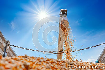 Corn grains falling from combine harvesting in the truck Stock Photo