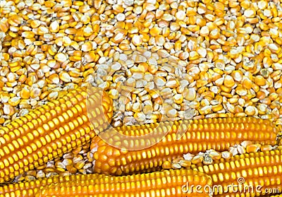 Corn grains Stock Photo