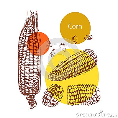 Corn, graphics, hand-drawing Vector Illustration