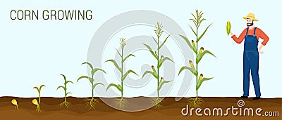 Corn Growing Stages Composition Vector Illustration