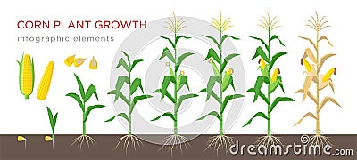 Corn growing stages vector illustration in flat design. Planting process of corn plant. Maize growth from grain to Vector Illustration