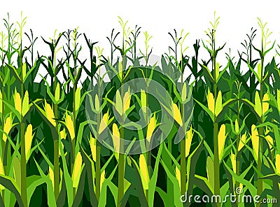 Corn grows in field. Harvest agricultural plant. Food product. Seamless pattern. Farmer farm illustration. Object Vector Illustration