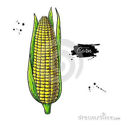 Corn hand drawn vector illustration. Isolated maize sketch. Vegetable object. Vector Illustration