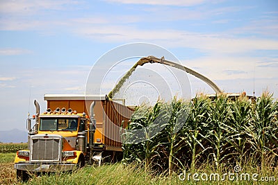 Corn Harvest Stock Photo