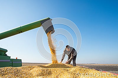 Corn harvest Stock Photo