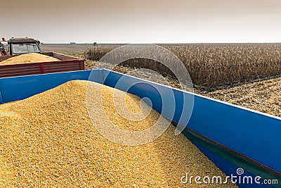 Corn harvest Stock Photo