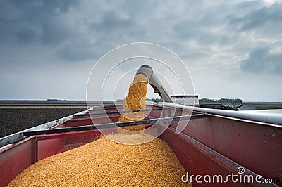 Corn harvest Stock Photo