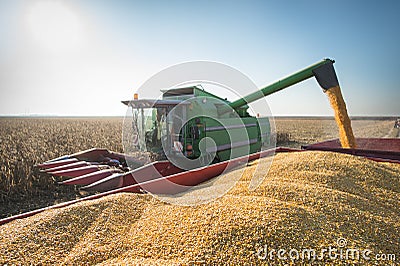 Corn harvest Stock Photo