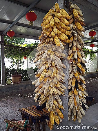 The corn hung on the cement column Stock Photo