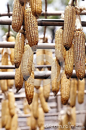 Corn hung on the pole. Stock Photo