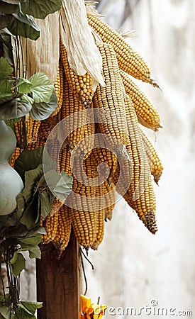 Corn hung on the pole. Stock Photo